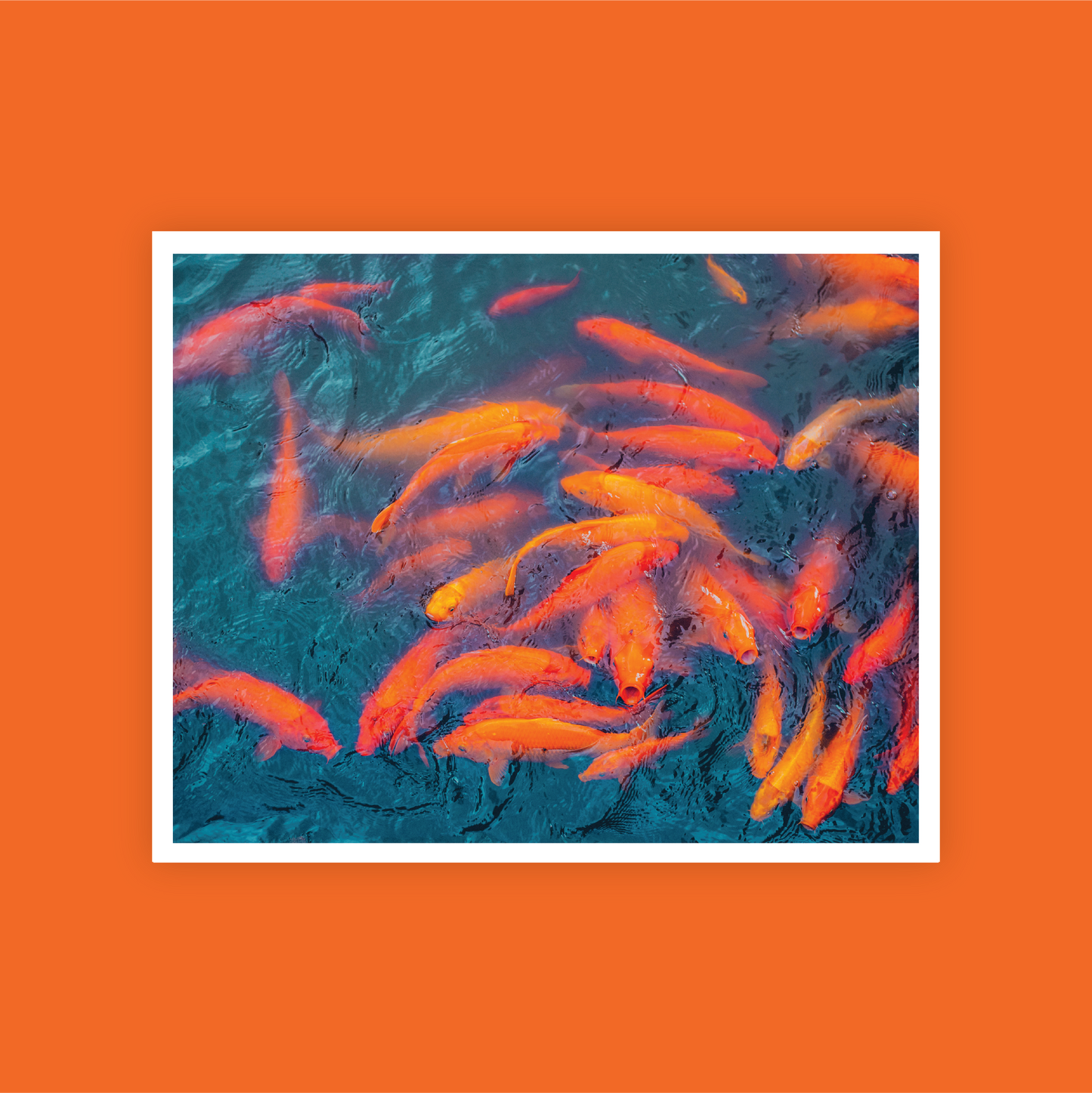 Don't Be Koi Print