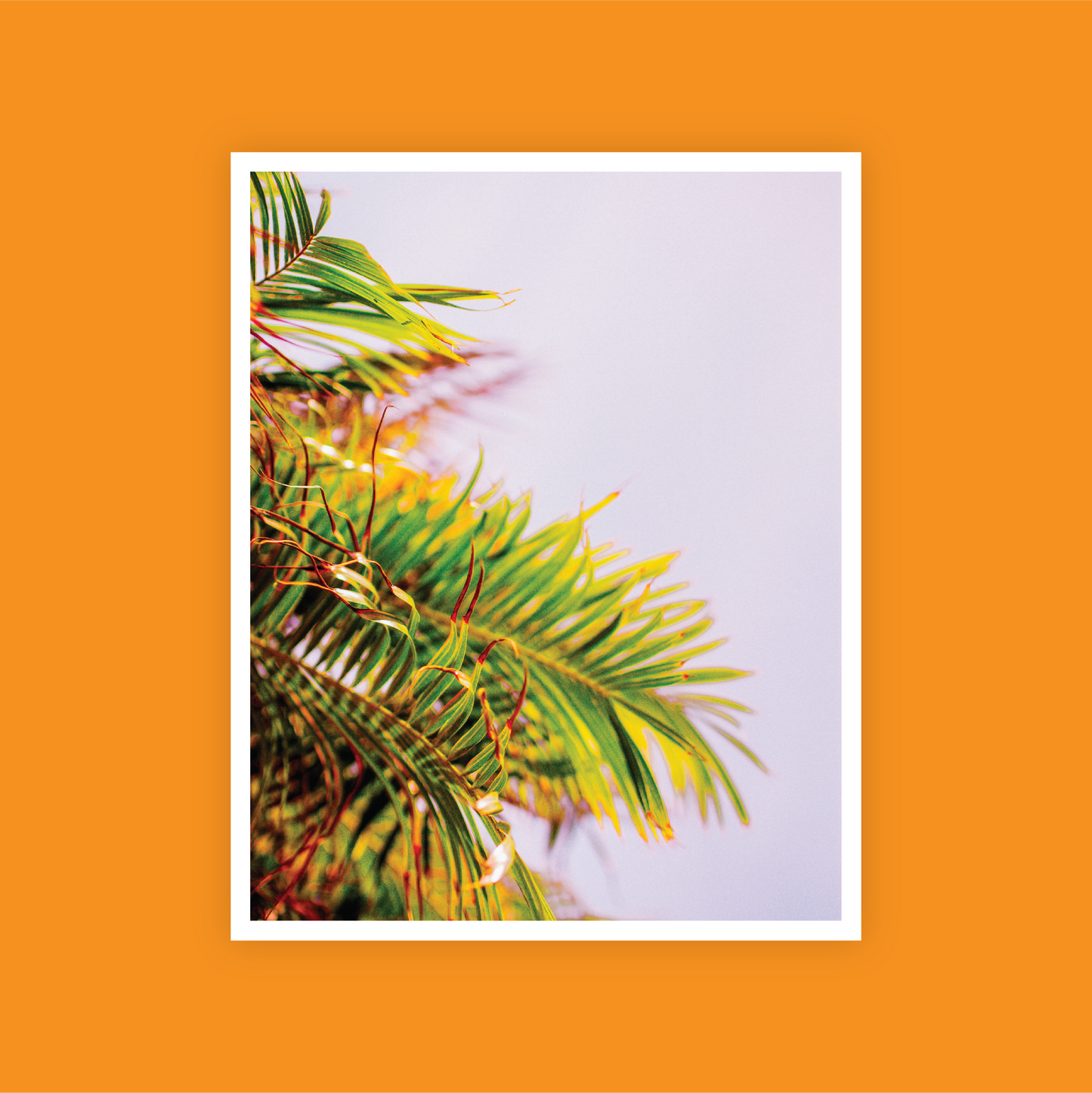 Frond or Foe Print