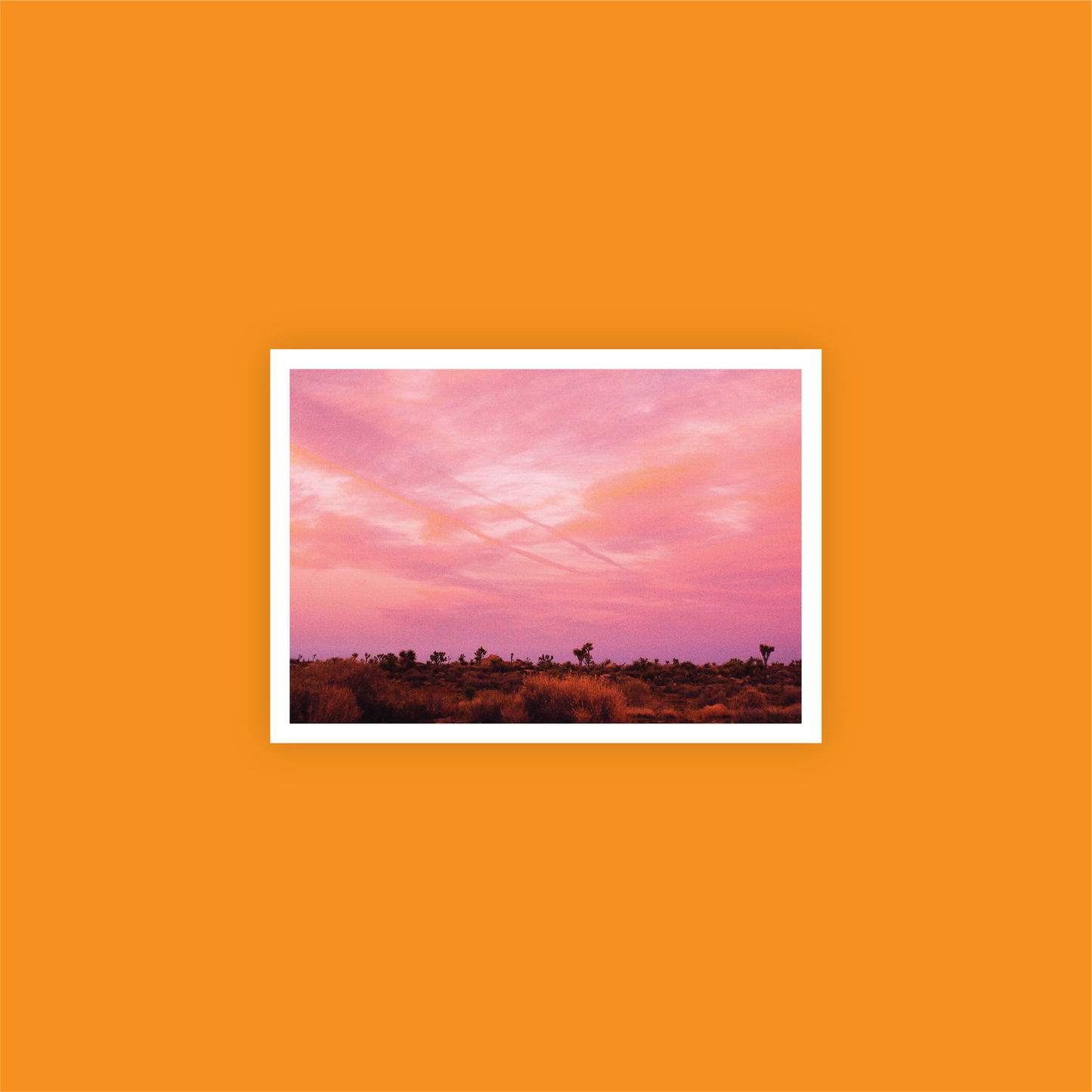 Joshua Tree at Night Print