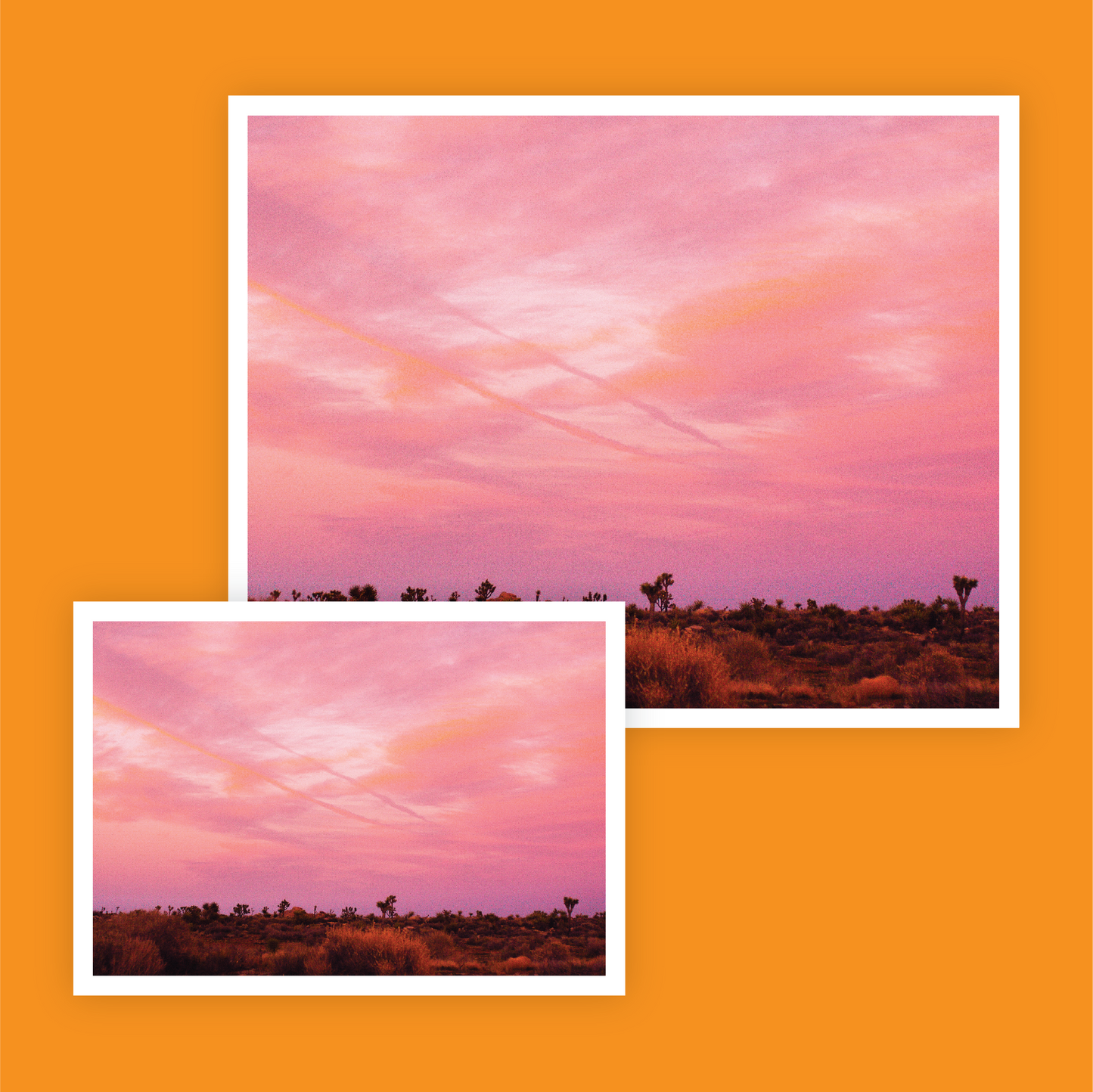 Joshua Tree at Night Print