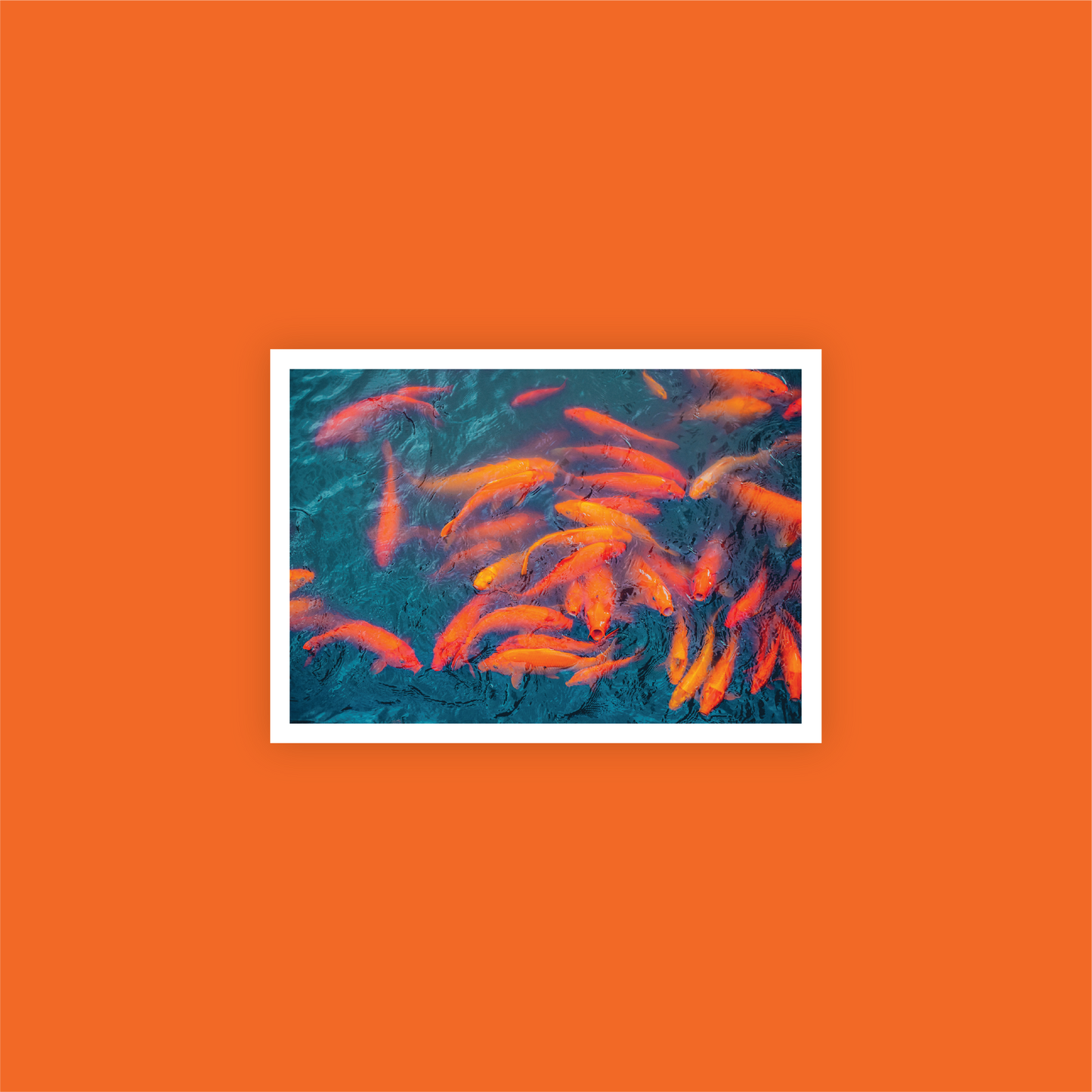 Don't Be Koi Print